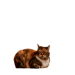 A Cute Tabby Cat Lounging Peacefully On Marble Steps Against A Classic Architectural Backdrop. 14473 - Cat PNG image with transparent background